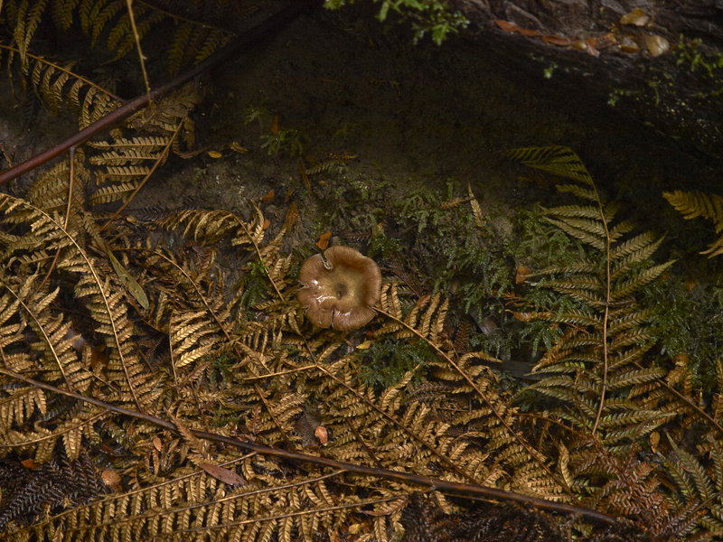 Mait's Rest, Mushroom